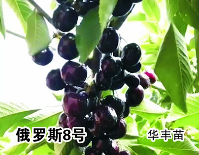 俄羅斯8號(hào)櫻桃苗