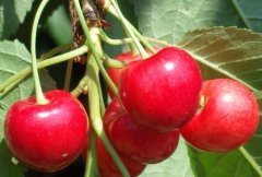 大櫻桃苗批發(fā)選購的過程中要注意什么